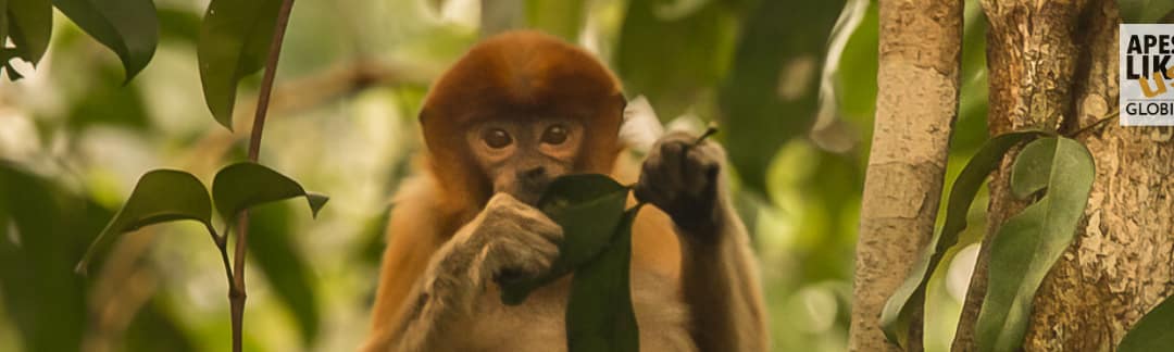 April Primate of the Month — Proboscis Monkey