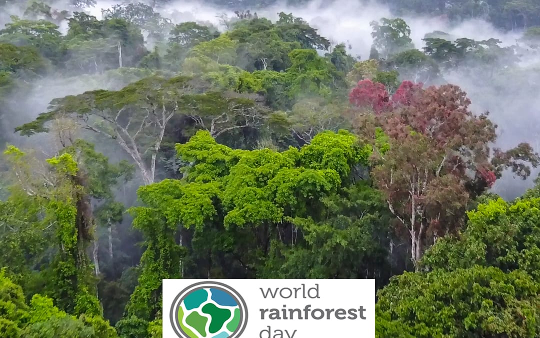 World Rainforest Day — Seeing Rainforests For More Than Their Trees