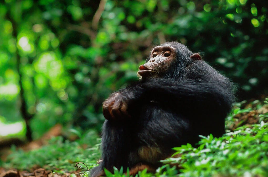 Chimp Thoughts: World Chimpanzee Day & The Day I Thought Jane Was Going To Kill Me