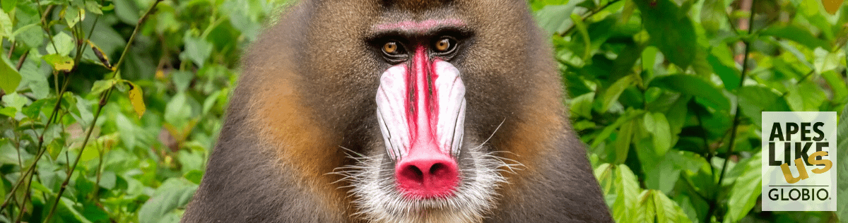 Male Mandrill looking directly at camera