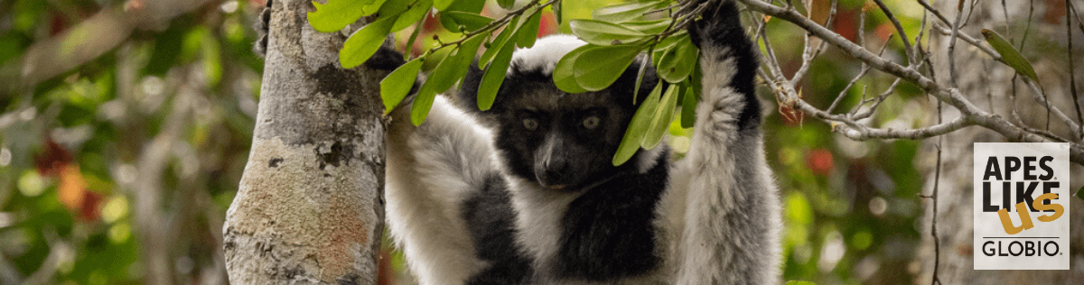 Indri Lemur in Tree in Madagascar