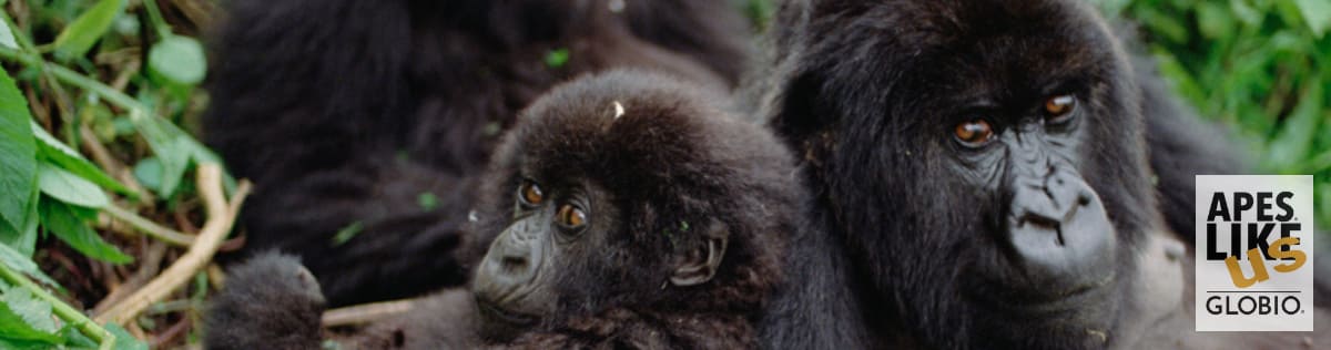 Two Mountain Gorillas look directly at camera, in Rwanda