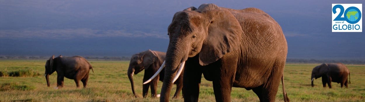 African Bush Elephant Banner