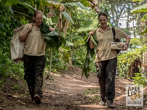 Two volunteers collect local forage for sanctuary primates