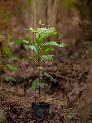 rainforest tree seedling from GLOBIO Borneo project