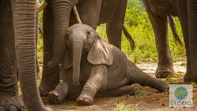 baby African elephant, Uganda