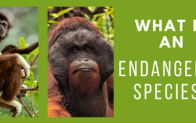 What is an Endangered Species?