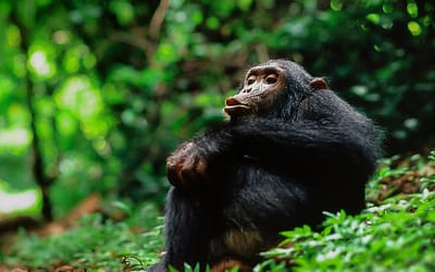 Chimp Thoughts: World Chimpanzee Day & The Day I Thought Jane Was Going To Kill Me