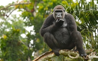 September Primate of the Month — Western Lowland Gorilla