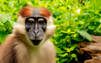 November Primate of the Month — Red-Capped Mangabey
