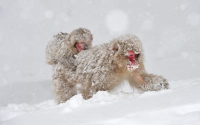 January Primate of the Month – Japanese Macaque