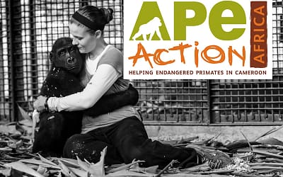 Ape Action Africa — Saving Primates in the Western Congo Basin