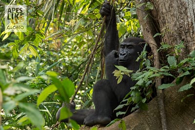 western lowland gorilla - Congo Basin Africa
