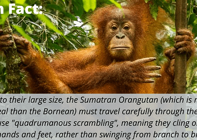 Due to their large size, the Sumatran Orangutan (which is more arboreal than the Bornean) must travel carefully through the trees. They use "quadrumanous scrambling", meaning they cling on with both hands and feet, rather than swinging from branch to branch.