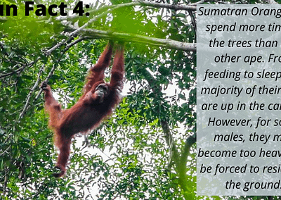 Sumatran Orangutan Fun Fact 4