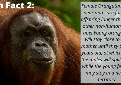 Sumatran Orangutan Fun Fact 2