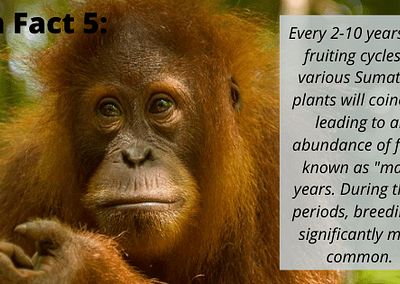 Sumatran Orangutan Fun Fact 5