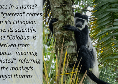 Fun Fact: Colobus monkeys get their name from the Greek "kolobus", meaning mutilated - referring to their lack of thumbs!