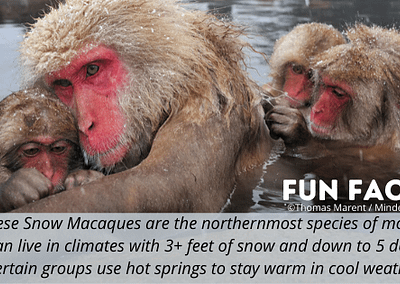 WMD POTM Fun Fact Japanese Snow macaques