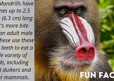 Mandrill Monkey Day Fun Fact