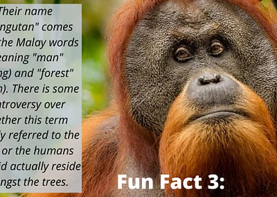 Sumatran Orangutan Fun Fact 3