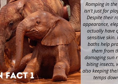 African Elephant Fun Fact 1