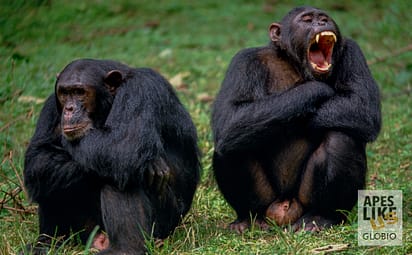 Chimpanzee (Pan troglodytes schweinfurthii) males interacting, Gombe Stream National Park, Tanzania