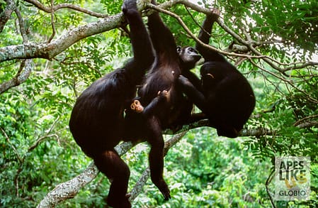 chimpanzees in trees at Gombe Stream NP, Tanzania