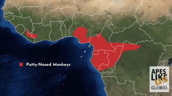 Putty-Nosed Monkey Range Map