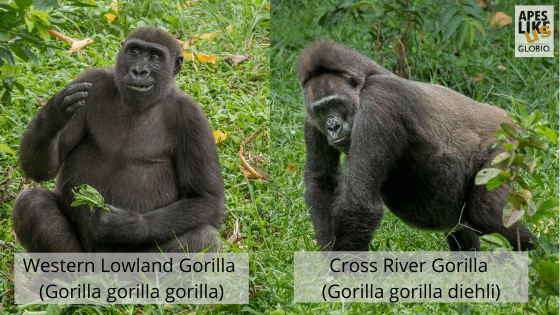 Western Lowland Gorilla versus Cross River Gorilla