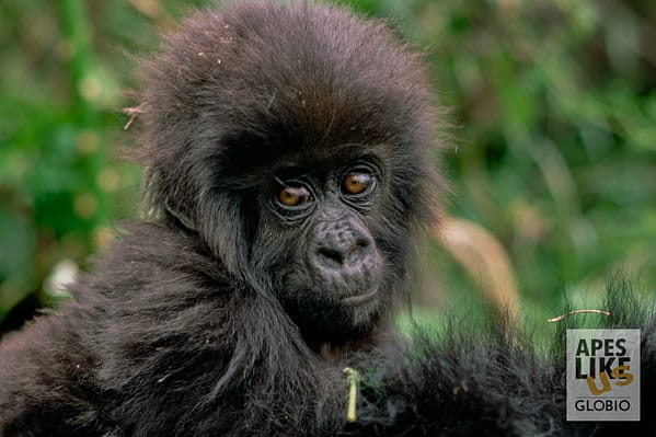 Mountain Gorilla (Gorilla gorilla beringei) baby