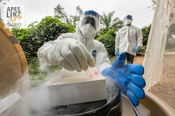 PPE suited virologist searching disease origin, Cameroon, West Africa