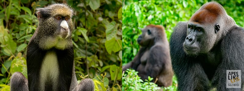 Putty-nose monkey and Western lowland Gorilla