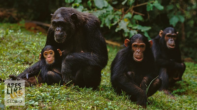 "F" family of Chimpanzee group, Gombe Stream National Park, Tanzania