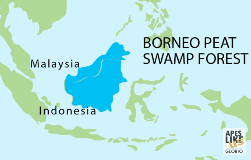 Bornean Peat Swamp Forest - Encompassing Island of Borneo 