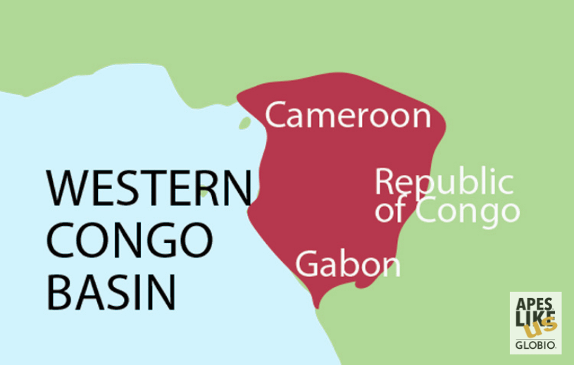 Western Congo Basin - Encompassing Cameroon, Republic of Congo, and Gabon